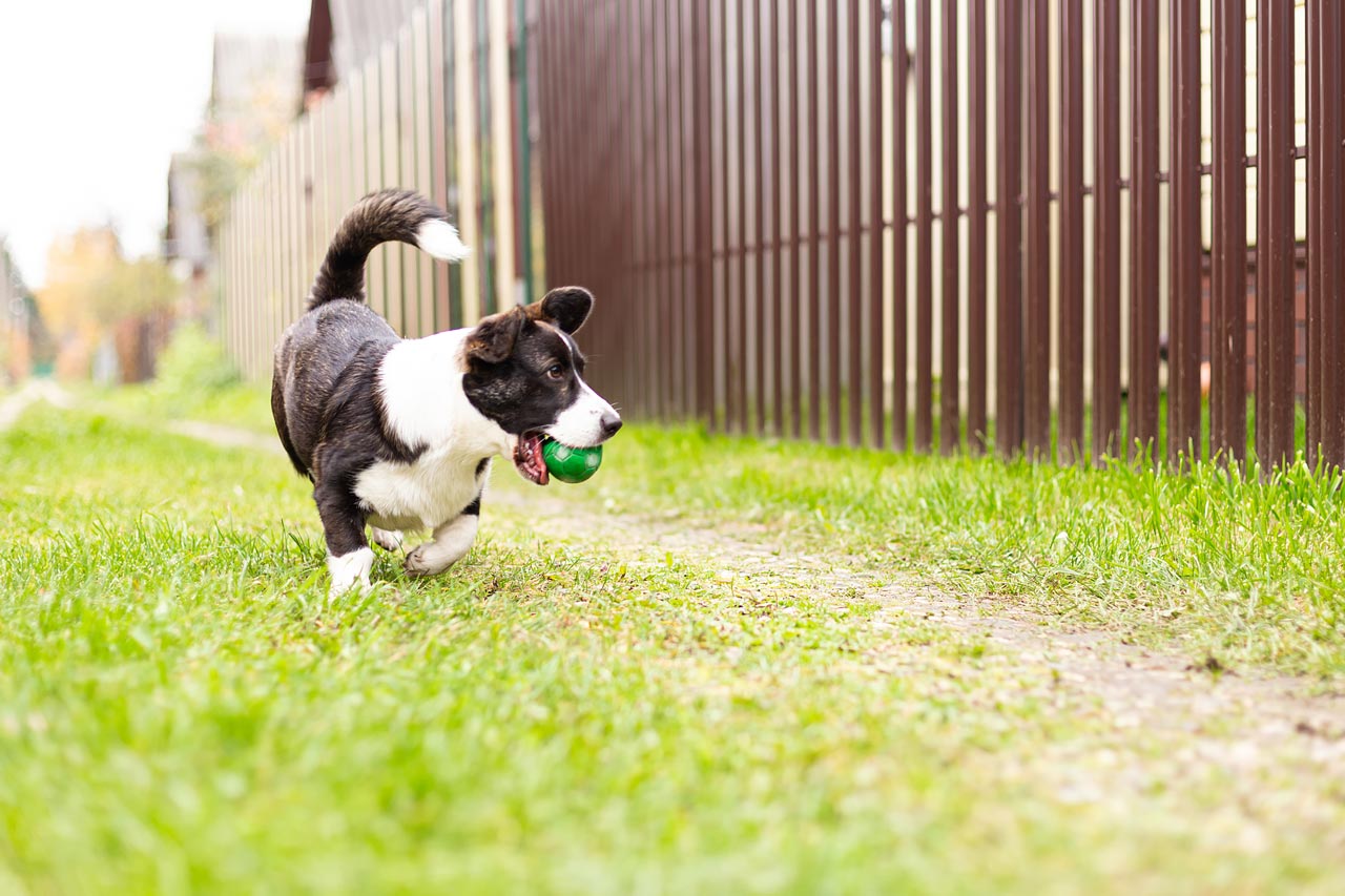 A small dog running with a toy in its mouth in the yard