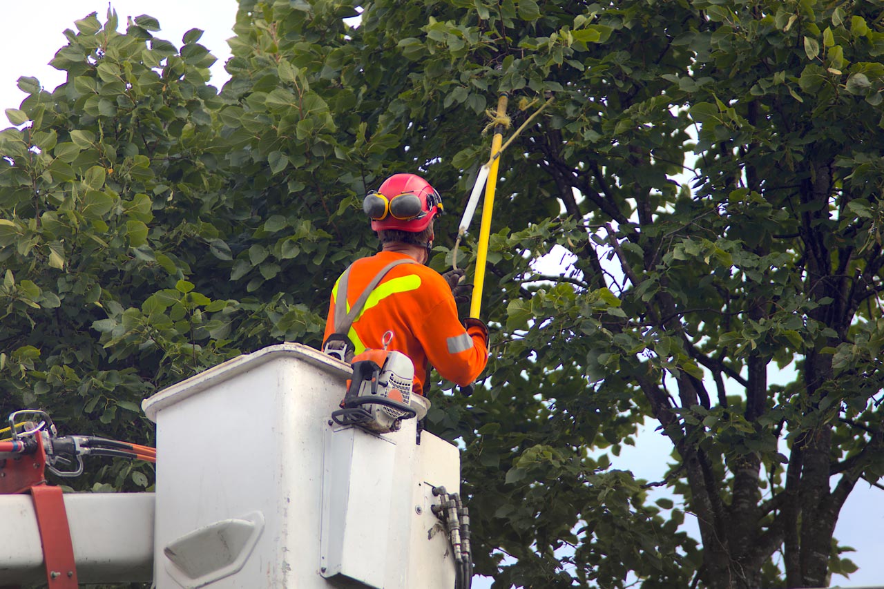 A gardener in a boom lift trimming a large tree