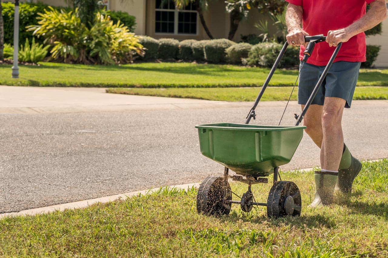 A man seeding the lawn using a grass seed spreader
