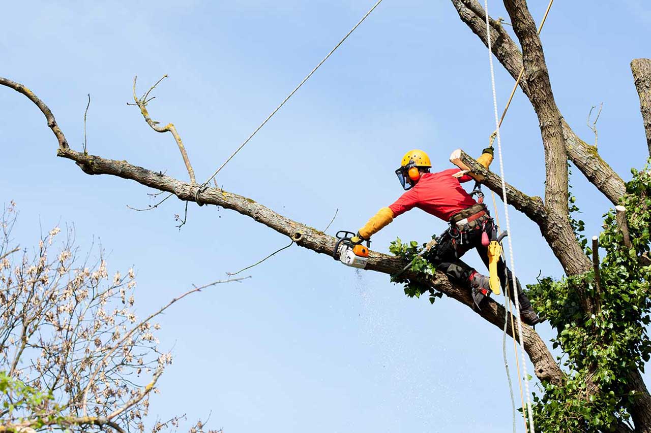 Arborist cutting a tree branch