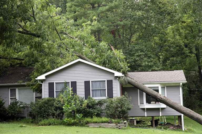 Fallen tree on house