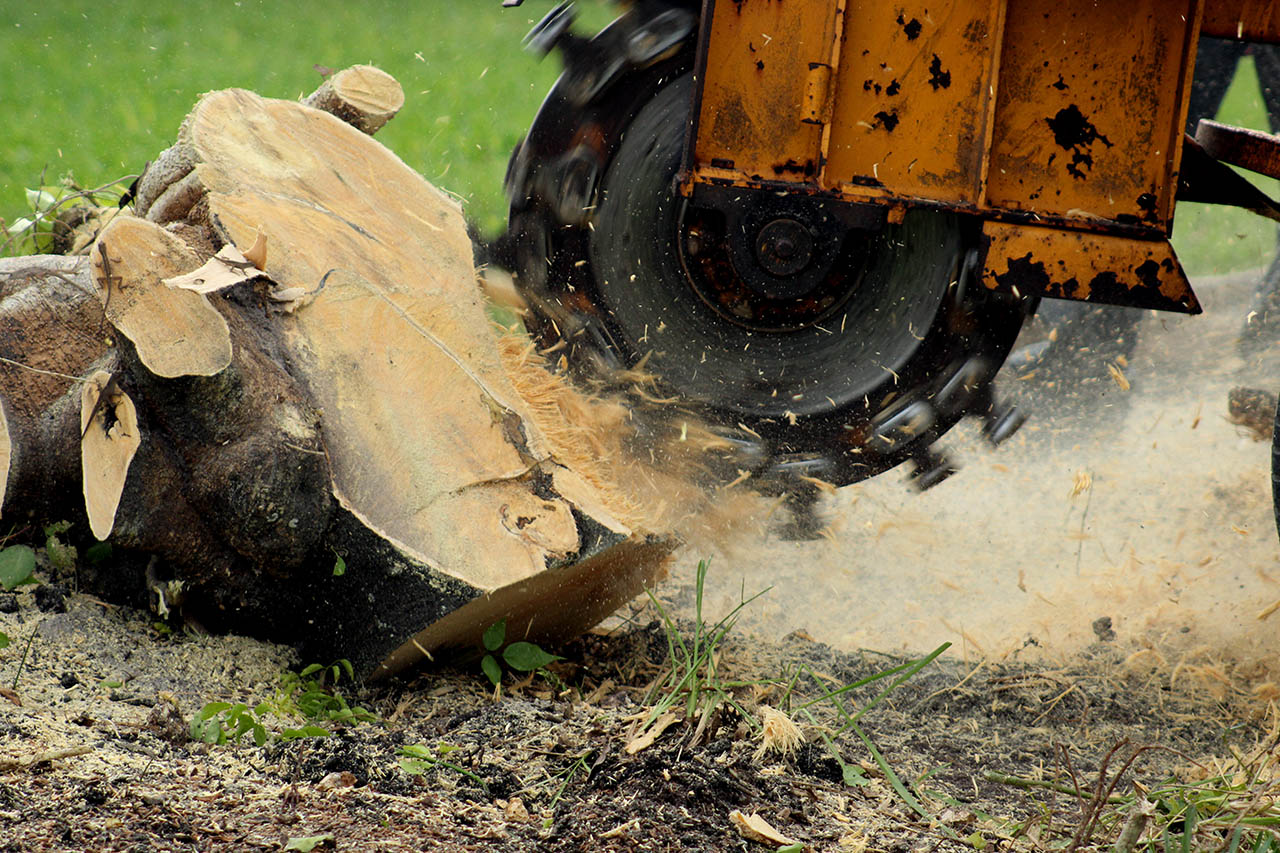 stump_grinder_grinding_tree_stump_in_yard
