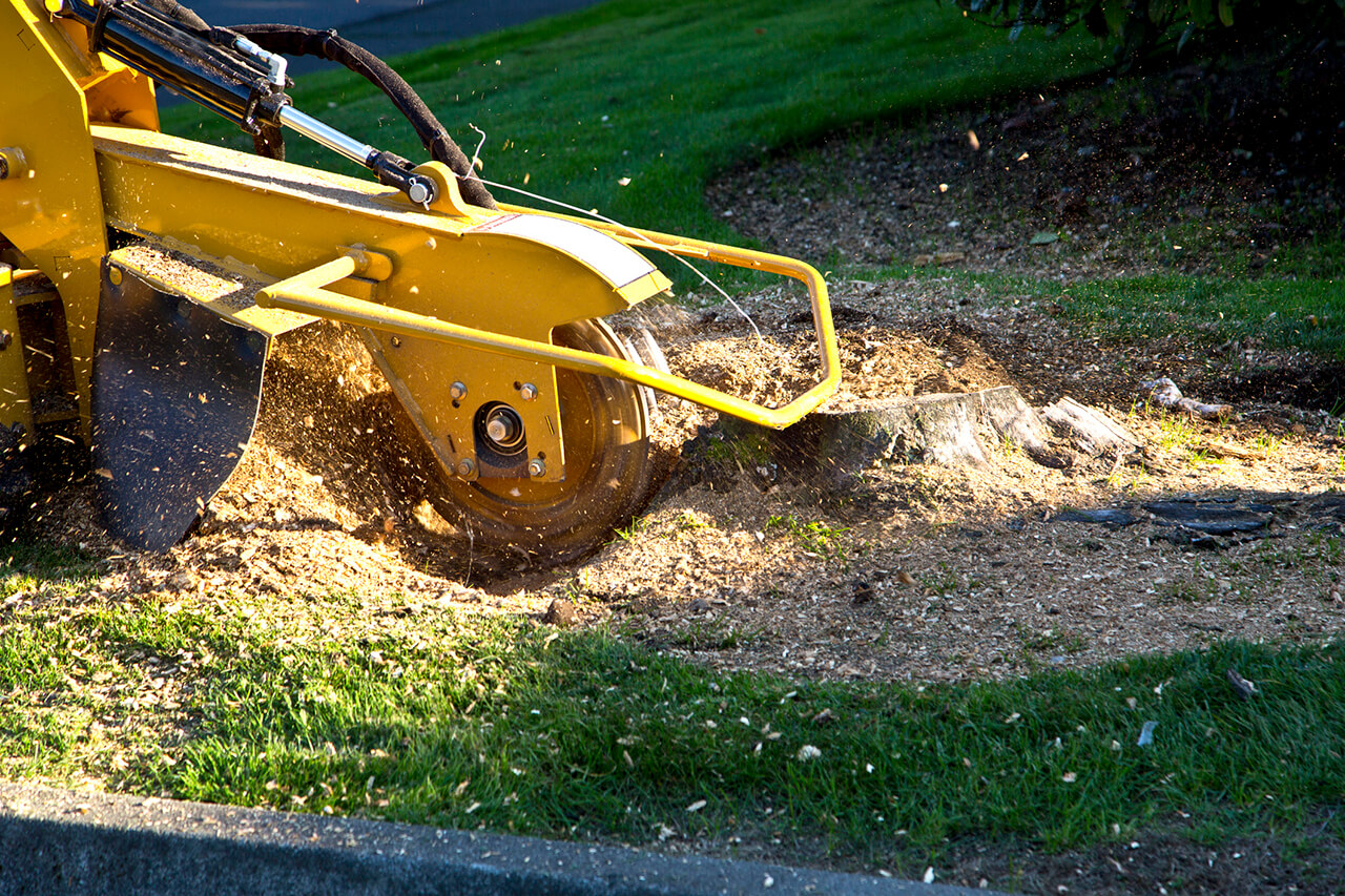 tree stump being removed with a stump grinder