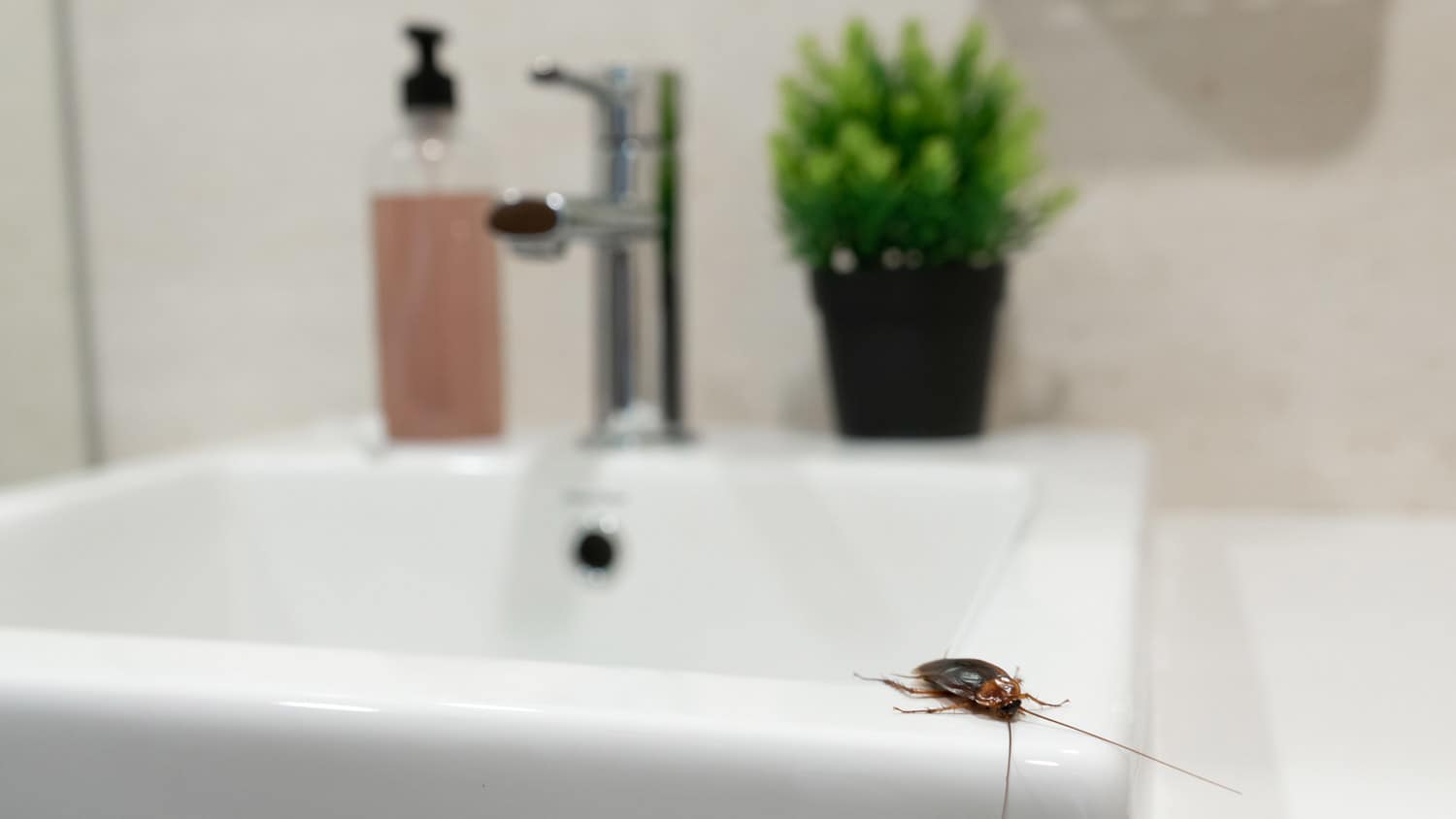 roach on bathroom sink