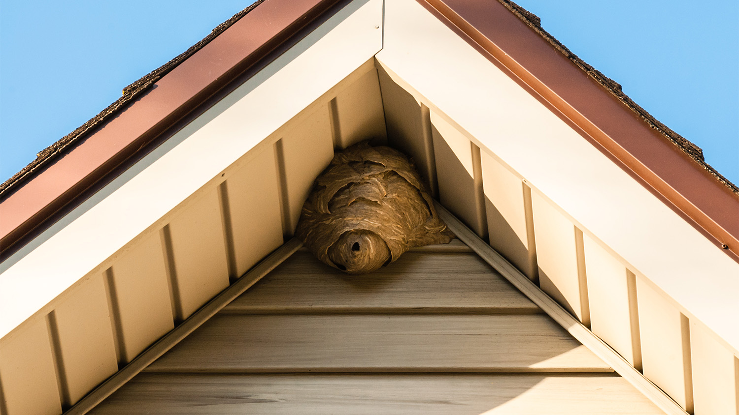 wasp nest against roof